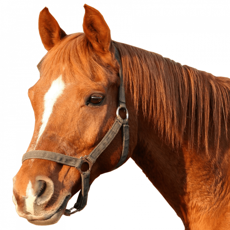 About Us River Road Horse Farm Plus