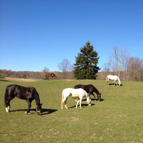 river road horse farm hinckley, OH horse back riding lessons