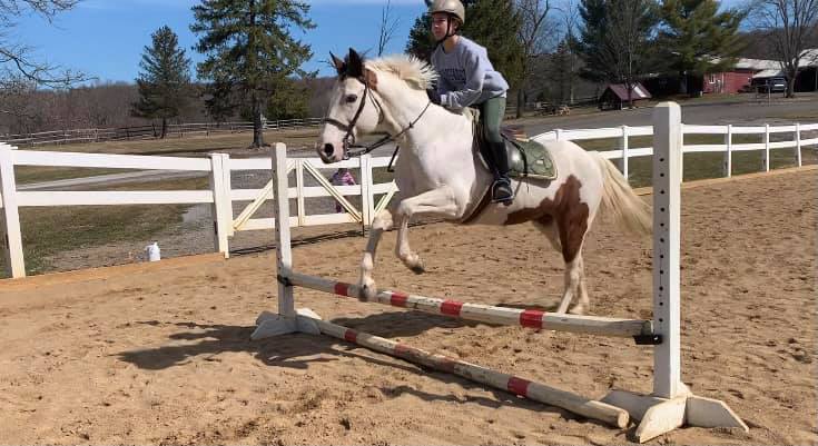 river road horse farm hinckley, OH horse back riding lessons