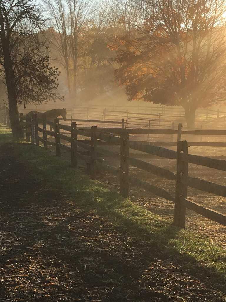 Our Gallery River Road Horse Farm Plus